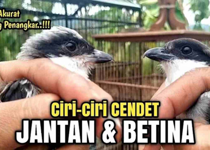 Masih Bingung? Begini Cara Membedaan Cendet Jantan dan Betina