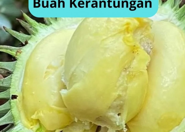 Buah Kerantungan, Si Durian Hutan Endemik Kalimantan
