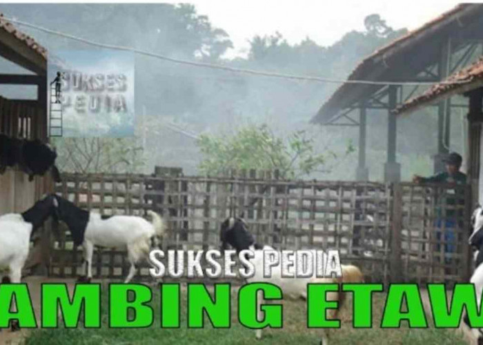 4 Panduan Lengkap Cara Ternak Kambing Etawa yang Benar bagi Pemula