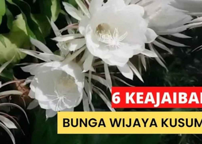 Pecinta Tanaman Wajib Tahu! Ini Dia Spot Ideal Tanam Wijaya Kusuma