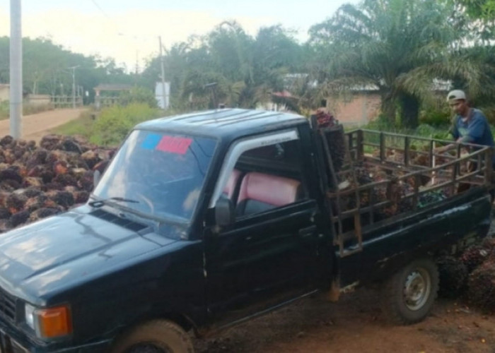 Harga Sawit Petani di Kecamatan di Banyuasin Ini Bervariasi, Ditingkat Petani Berbeda-beda