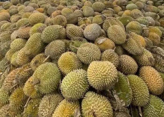5 Daerah Penghasil Durian di Sumatera Selatan. Apakah Daerahmu Termasuk?