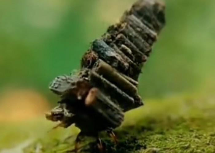 Bukan Film Fantasi! Ulat Ini Memanggul Rumah Kayu Seumur Hidupnya