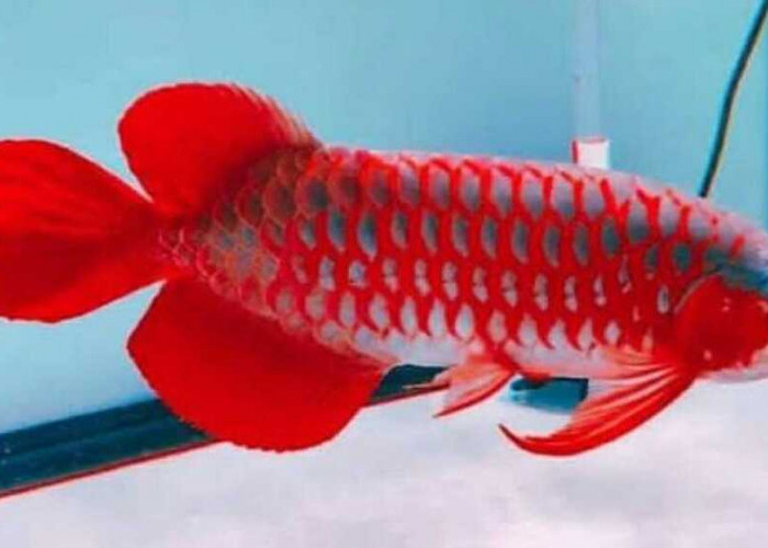 Keindahan Ikan Arwana dan Mitos yang Menyertainya