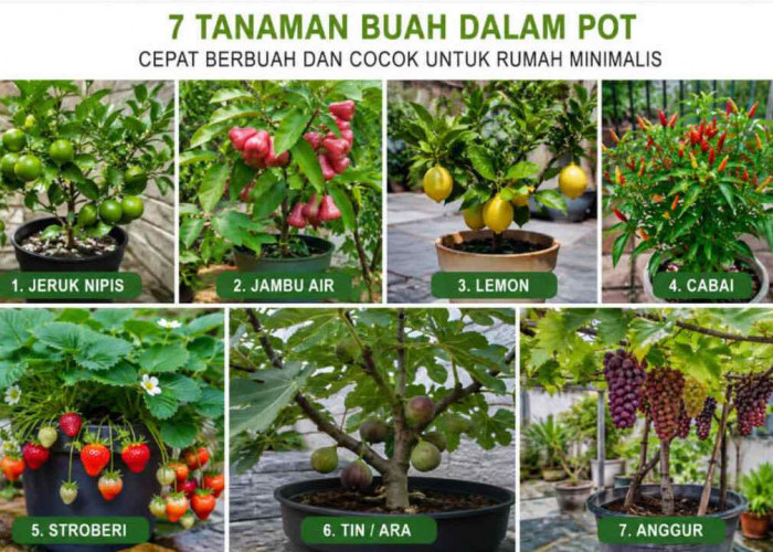 Nggak Perlu Lahan Luas! 7 Tanaman Buah Dalam Pot Ini Cepat Berbuah dan Cocok untuk Rumah Minimalis