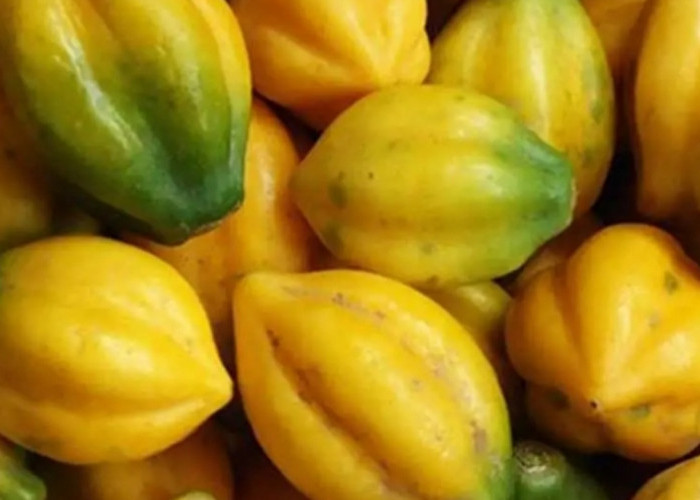 Mengenal Carica, Si Pepaya Gunung Asal Dieng yang Kaya Nutrisi