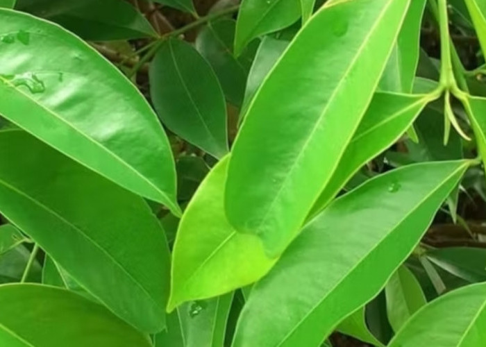 Daun Mahkota Dewa: Kandungan, Khasiat, dan Cara Konsumsi yang Aman