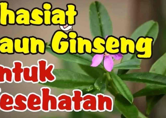 Daun Ginseng, Kekuatan Alami untuk Kesehatan! Yuk, Cari Tahu Manfaatnya!