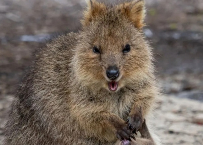 Quokka, Hewan Paling Bahagia di Dunia yang Ternyata Punya Strategi Bertahan Hidup Mengejutkan