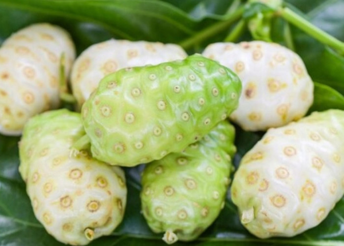 Penderita Hipertensi Wajib Tahu! Ini Manfaat Mengkudu untuk Tekanan Darah