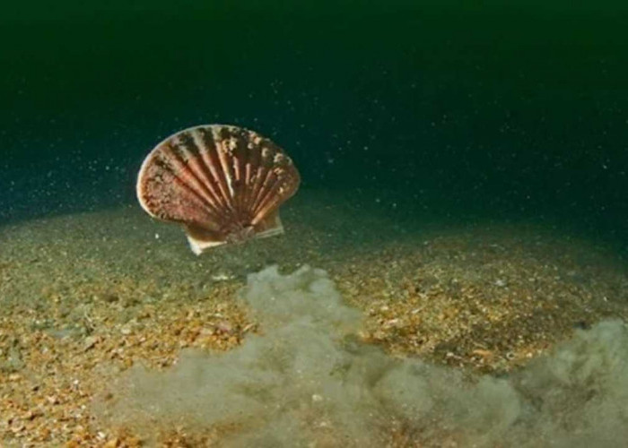 Wow, Nggak Nyangka! Kerang Laut Ternyata Bisa Berenang, Begini Gaya Unik Mereka Menjelajah Lautan!