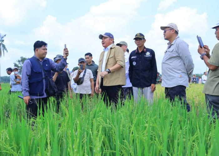 Herman Deru Dorong Pertanian Sumsel Naik ke IP 300, Target Produksi Gabah 5 Juta Ton