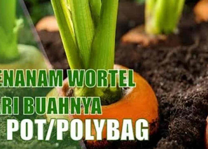 Trik Menanam Wortel dari Buahnya, Simpel & Praktis di Pot atau Polybag!