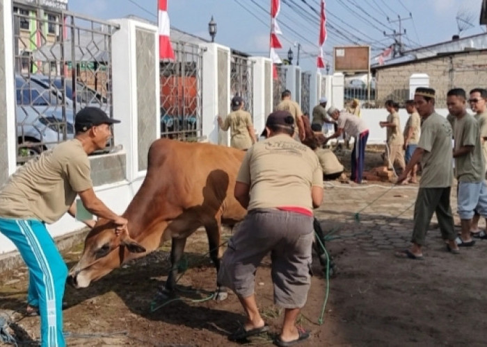 Sapi Menangis Saat Hendak Disembelih, Benarkah Karena Sedih? Berikut Penjelasan Dokter Hewan