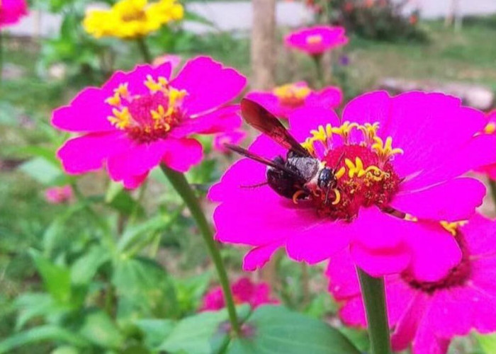 Apa Itu Simbiosis Mutualisme dan Contohnya di Kehidupan