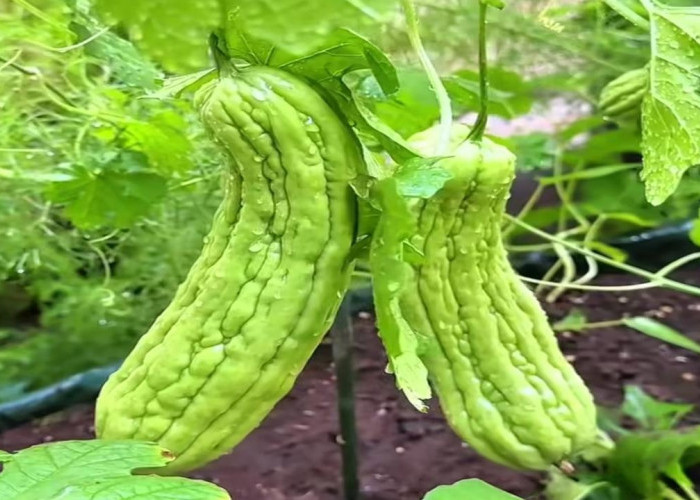 Di Balik Rasa Pahit, Pare Simpan Khasiat Luar Biasa untuk Diabetes