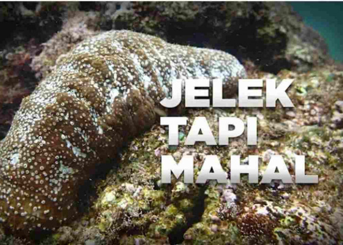 Teripang, Si “Jelek” yang Mahal, Emas di Laut dengan Nilai Tinggi dan Khasiat Melimpah