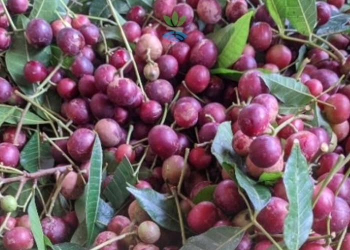 Trenggulun, Buah Ungu Renyah yang Kini Mulai Langka