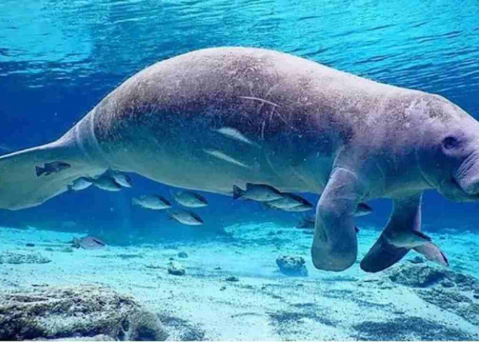 Dugong Laut, 6 Fakta Menarik dari Wujud Asli Putri Duyung