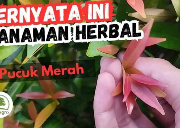 Rahasia Daun Pucuk Merah, Nggak Cuma Cantik, Tapi Juga Punya Segudang Manfaat!