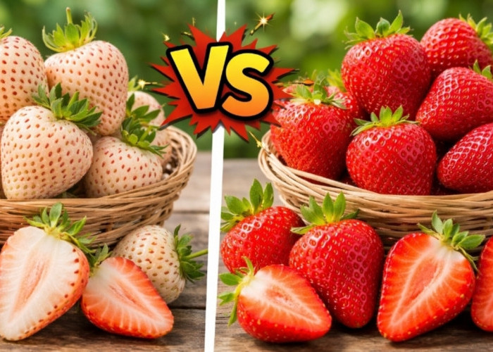 Strawberry Putih vs Merah, Siapa Paling Juara? Jawabannya Tak Terduga!
