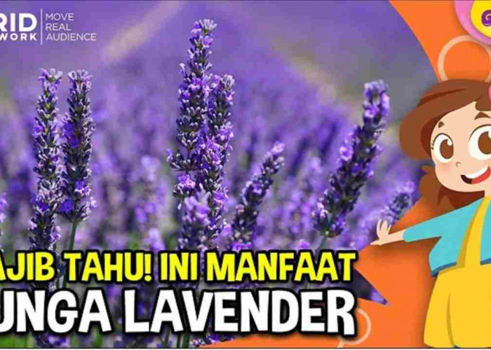 Rahasia Kesehatan dari Bunga Lavender yang Mungkin Belum Kamu Tahu!