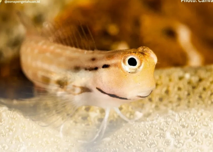 Yaeyama Blenny: Satpam Kecil Penjaga Terumbu Karang