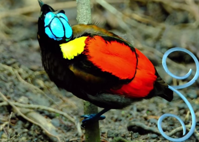 Cendrawasih Botak: Permata Langka dari Timur Indonesia yang Penuh Keunikan