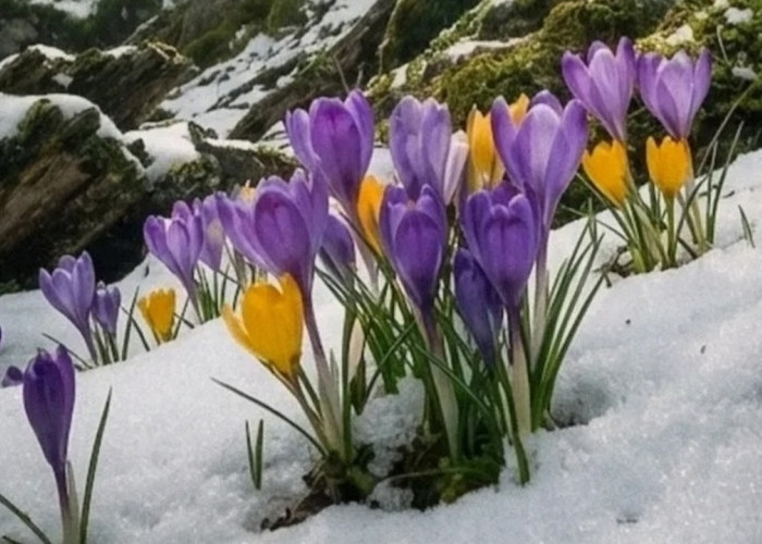 Masih Diselimuti Salju, Bunga Ini Nekat Mekar! Rahasianya Bikin Melongo