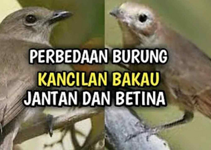 Burung Kancilan Bakau Jantan vs Betina, Apa Bedanya? Temukan Keunikannya!