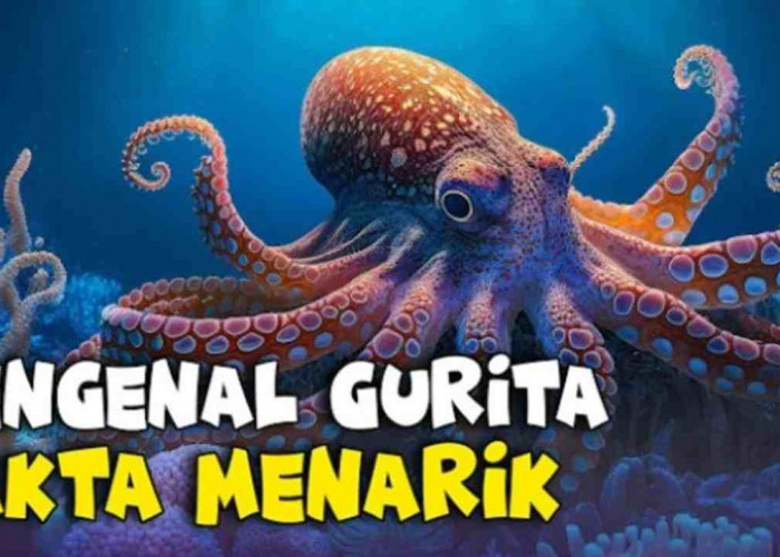 Fakta Menarik Tentang Gurita, Hewan Laut dengan Kemampuan Mimikri dan Tiga Jantung