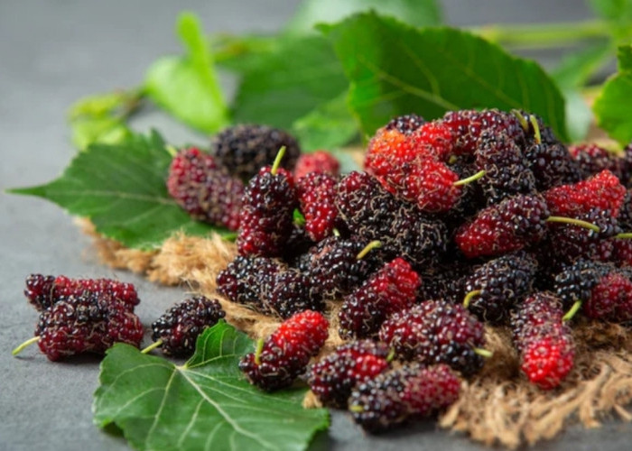 Jarang Dilirik, Ternyata Murbei Punya Manfaat Luar Biasa untuk Tubuh