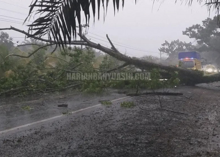 BREAKING NEWS: Pohon Tumbang di Pulau Punjung Banyuasin, Tutup Akses Jalintim, Macet Hingga 3 Km