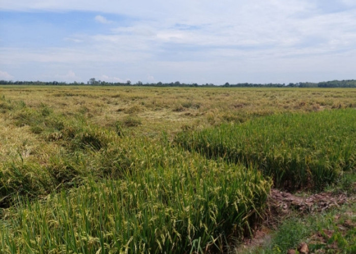 11,25 Hektare Sawah Petani Sidoharjo Rusak Diterjang Puting Beliung