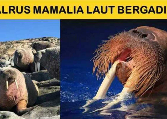 Gak Cuma Lucu, Ini Fakta Menarik Tentang Walrus yang Bikin Kamu Terkejut!