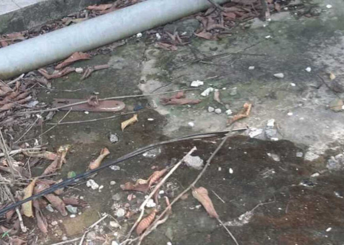 Aksi Maling Siang Bolong Merajalela di Kelurahan Kayuara Kuning
