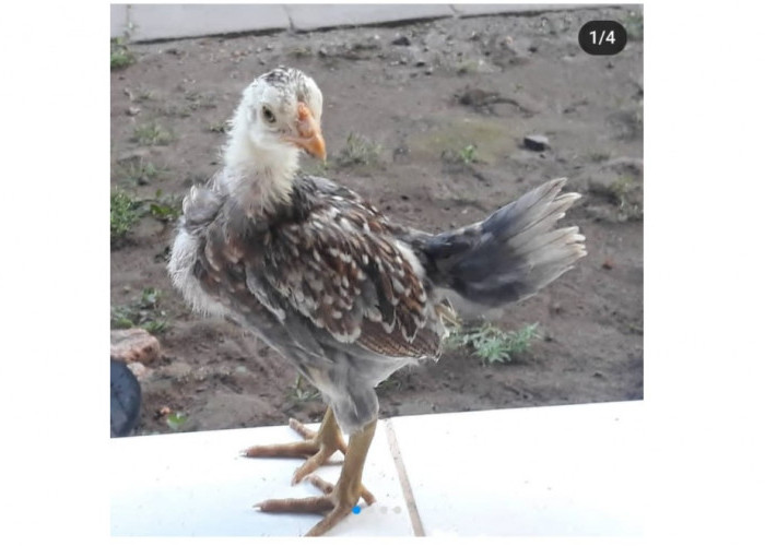 Ayam KUB, Inovasi Unggul dari Balitnak yang Kian Berkembang di Sembawa