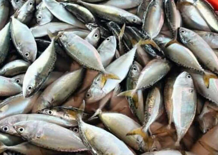 Manfaat Konsumsi Ikan Kembung bagi Kesehatan Tubuh