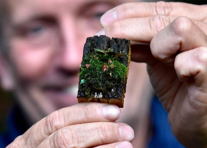Anggrek Super Mini dari Hutan Tropis, Bunganya Bahkan Lebih Kecil dari Ujung Jari