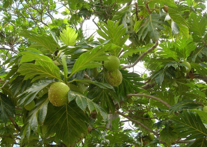 Keajaiban Buah Sukun: Manfaat Kesehatan dan Gizi yang Luar Biasa