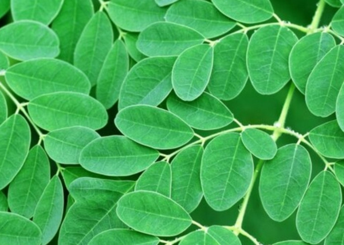 Dianggap Punya Kekuatan Mistis, Ini 5 Khasiat Daun Kelor untuk Kesehatan Anda