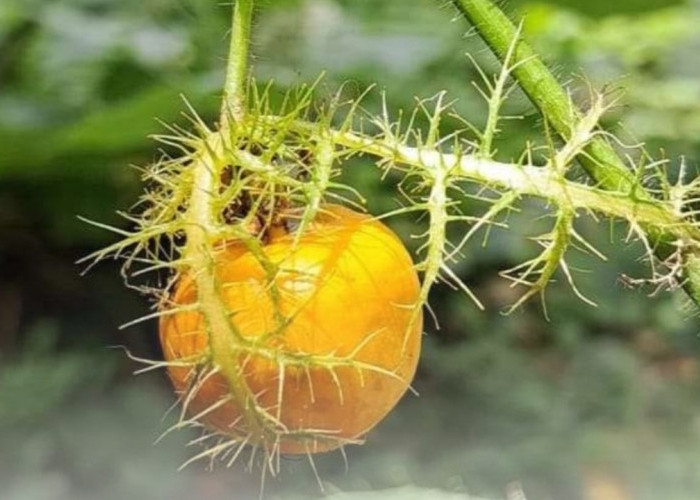 Keunikan Rambusa atau Markisa Mini, Buah Liar dengan Rasa Asam Manis yang Menyegarkan