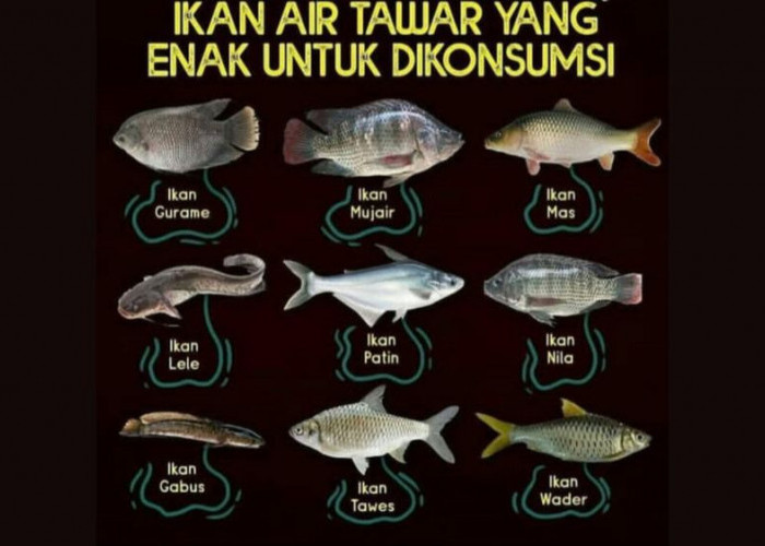 9 Ikan Air Tawar Yang Enak Untuk Dikonsumsi, Yang Mana Favoritmu?