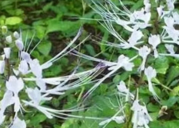 Mengenal Kumis Kucing, Herbal Tradisional untuk Pencegahan Hipertensi
