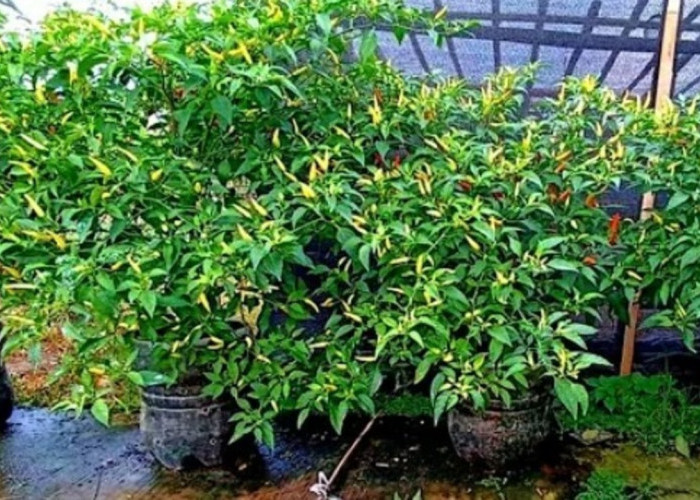 Tak Mau Menunggu Lama, Ini Cara Cepat Tanam Bibit Cabai Rawit Setan di Pot atau Polybag