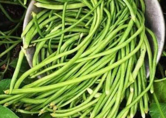 Manfaat Konsumsi Kacang Panjang, Sayuran Sederhana dengan Segudang Khasiat