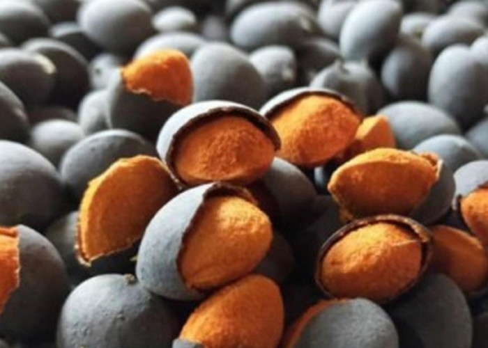 Buah Keranji, Si Hitam Asam Segar yang Kini Langka tapi Kaya Khasiat