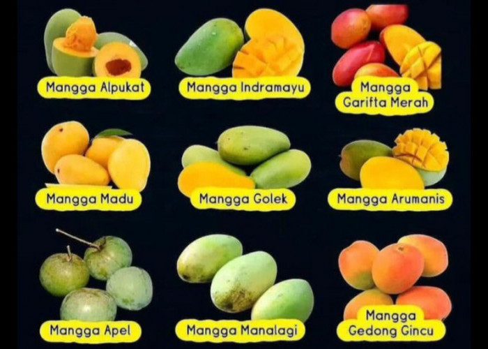 Mengenal 9 Jenis Mangga yang Ada di Indonesia, Yang Mana Favoritmu?