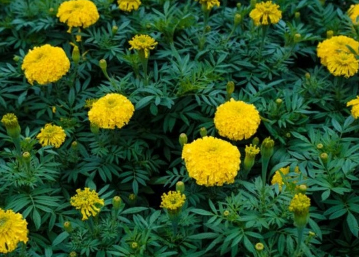 Cara Menanam Marigold agar Rumah Bebas Nyamuk dan Lebih Asri