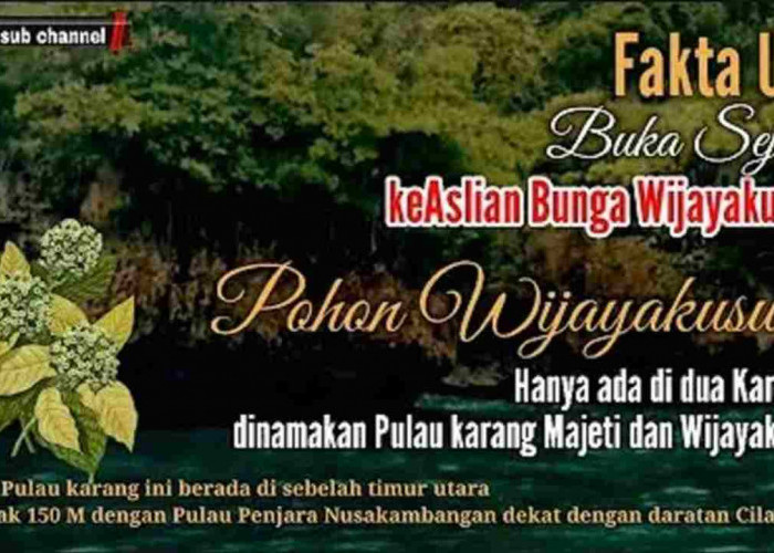 Bunga wijayakusuma, keindahan langka yang penuh misteri, yuk ungkap fakta uniknya!